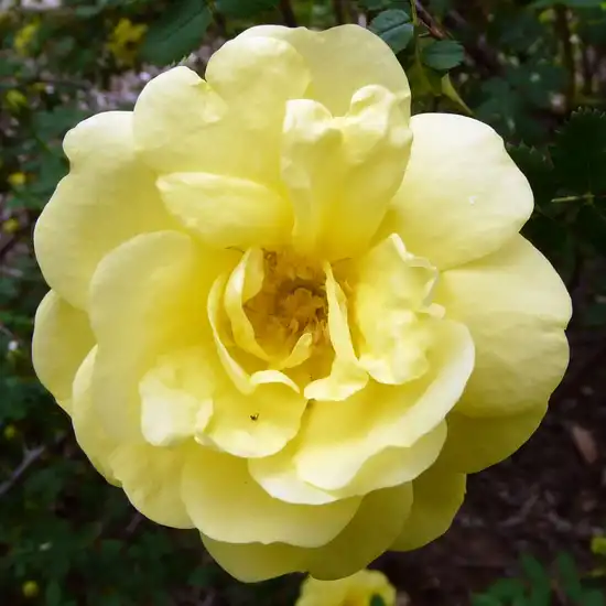 -29°C - Trandafiri - Rosa Harisonii - 